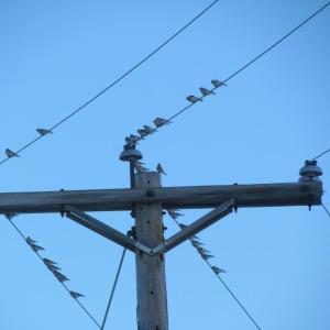#bird-column, #boothbay register, #Jeff and Allison Wells, #snow buntings, #maine, #birds