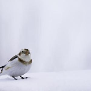 #bird-column, #boothbay register, #Jeff and Allison Wells, #snow buntings, #maine, #birds