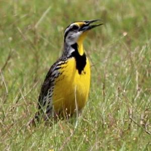 #bird-column, #economy, #jeff and allison wells, #boothbay register, #birds, #maine, #eastern meadowlark
