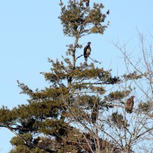 #bird-column, #great backyard bird count, #maine, #jeff and allison wells, #birds, #boothbay register, bald eagle