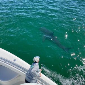 Kristen Smith of the Atlantic White Shark Conservancy captures underwater footage of a white shark during an ecotour. Courtesy of Coastal Rivers