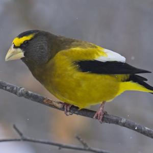 #bird-column, #boothbay register, #evening grosbeak, #Jeff and Allison Wells, #birds, #maine