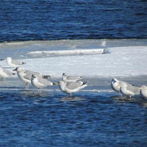#bird-column, #birds, #maine, #jeff and allison wells, #boothbay register, #flocks, #gulls