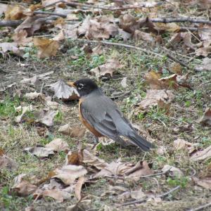 #bird-column, #boothbay register, #jeff and allison wells, #american robin, #robin, #spring