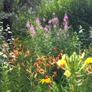 Backyard last summer. LISA KRISTOFF/Boothbay Register