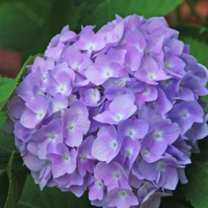 Hydrangeas are a favorite of hungry deer making them susceptible to severe damage so strategies to protect these plants are recommended. Courtesy of Melinda Myers