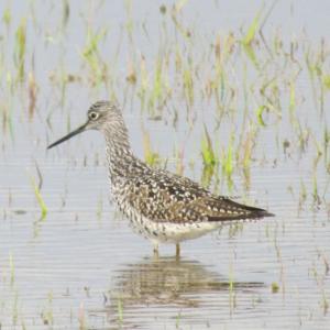Many-a-person may recognize that distinctive “tu-tu-tu” call as part of the audioscape of the Maine coast without knowing it’s a greater yellowlegs that utters it. Courtesy of Jeff Wells #bird-column, #boothbay register, #birds, #maine, #jeff and allison wells, #university of iowa, #caitlin clark, #greater yellowlegs