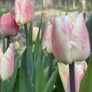 Tulips. Courtesy of Veggies to Table