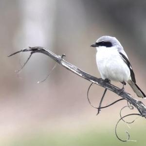 #bird-column, #loggerhead shrike, #rare birds, #maine, #jeff and allison wells, #boothbay register, #penbay pilot, #birds