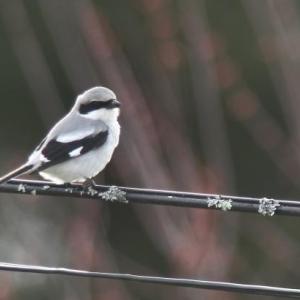 #bird-column, #loggerhead shrike, #rare birds, #maine, #jeff and allison wells, #boothbay register, #penbay pilot, #birds