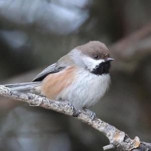 #bird-column, #boothbay register, #jeff and allison wells, #birds, #maine, #boreal chickadeesiskin