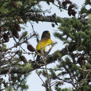 #bird-column, #boothbay register, #perham stream birding trail, #natural resources council of maine, #jeff and allison wells, #birds, #maine, #high peaks alliance, #evening grosbeak