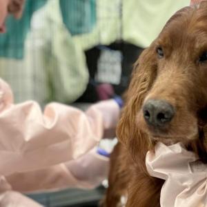 One of the Irish Setters at Midcoast Humane. Courtesy of Midcoast Humane