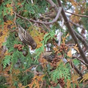 #bird-column, #boothbay register, #jeff and allison wells, #birds, #maine, #pine siskin
