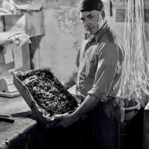 Fred Peaslee holds a cardboard box of bloodworms that’s ready for shipping. Hanging on the wall behind him is nylon twine that was wrapped around the box to keep its lid secure. PHIL DI VECE photo