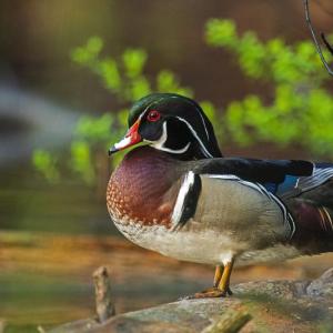 Maine Wood Duck. Courtesy of Lincoln Theater/Photo copyright Lee Ann Szelog and Mark Szelog