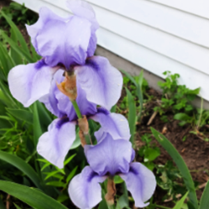 Iris sale in Edgecomb July 6. Courtesy photo