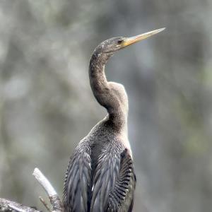 #bird-column, #birds, #cicada, #boothbay register, #Jeff and Allison Wells, #maine, #anhinga