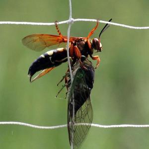 #bird-column, #birds, #cicada, #boothbay register, #Jeff and Allison Wells, #maine, eastern cicada killer wasp