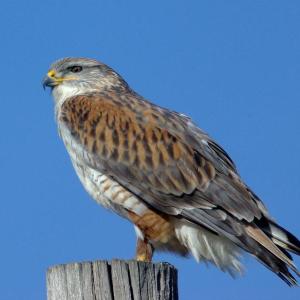 #bird-column, #birds, #cicada, #boothbay register, #Jeff and Allison Wells, #maine, #ferruginous hawk