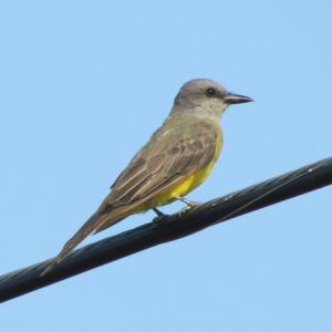 #bird-column, #birds, #cicada, #boothbay register, #Jeff and Allison Wells, #maine, #tropical kingbird