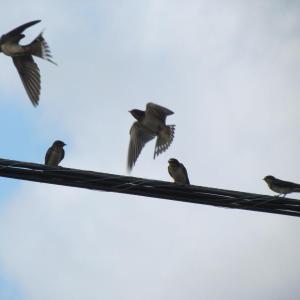 #bird-column, #maine, #bird, #jeff and allison wells, #boothbay register, #swallows