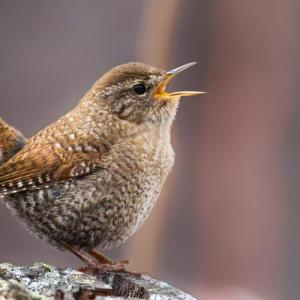 WIth its short tail cocked upward, this tiny winter wren is belting out its impressively complicated and beautiful song from a lichen-covered log in a cool northern woodland. Photo by Fyn Kynd, courtesy of Wikimedia Commons #bird-column, #birds, #boothbay register, #Jeff and Allison Wells, #maine, #winter wren