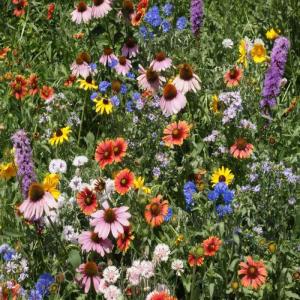 New England wildflowers. Courtesy photo