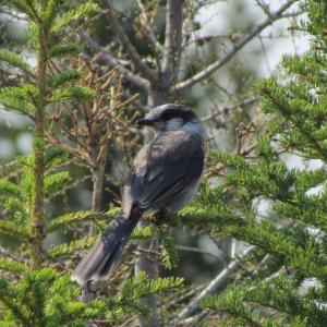 Canada jays are among the bird species that regularly eat lichens and other fungi. Courtesy of Jeff Wells #bird-column, #boothbay register, #jeff and allison Wells, #maine, #cornell, #archie ammons, #mushrooms