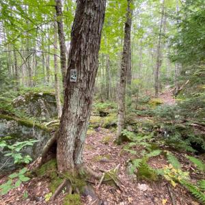 The River~Link Trail passes through a forested wildlife corridor stretching from Newcastle into Boothbay. Courtesy of Coastal Rivers