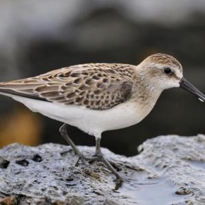 Semipalmated sandpipers make the journey south from Arctic or sub-Arctic Canada and Alaska just months after hatching, some traveling as far south as South America. Credit: Bill Thompson/USFWS #bird-column, #shorebirds, #Wolfe’s Neck Center, #Freeport, #Maine, #Jeff and Allison Wells, #birds