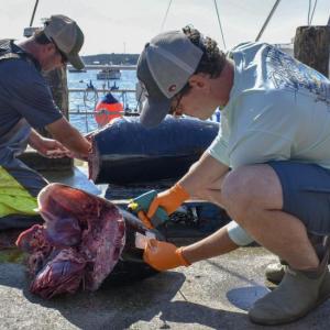 UMaine Pelagic Fisheries Lab researcher John Carlucci labels a tuna head from the 2024 Boothbay Harbor Tuna Challenge while the rest of the fish gets processed in the background. FRITZ FREUDENBERGER/Boothbay Register