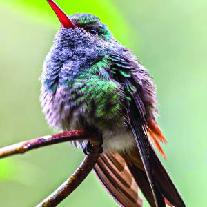 Rufous-tailed Hummingbird
