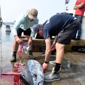 Researchers take tuna samples