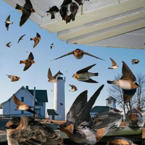 Cave swallows tend to show up in November in the northeastern US, often at coastal locations. Courtesy of The Crossley ID Guide by Richard Crossley Cave swallows tend to show up in November in the northeastern US, often at coastal locations. Courtesy of The Crossley ID Guide by Richard Crossley