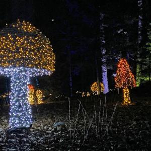 Gardens Aglow. STEVE EDWARDS/Boothbay Register