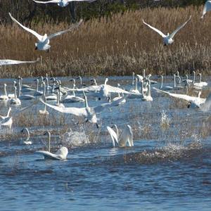 A flock of tundra swans in their normal wintering range along the coast of North Carolina. A tundra swan made a rare visit to Maine recently. Photo: Allie Stewart/USFWS, courtesy Wikimedia Commons