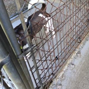 Chainlink fence repair. Midcoast Humane photo