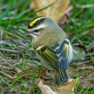 The presence of golden-crowned kinglets is more often revealed through its rapid, high-pitched calls, but in seeing one up close, their beauty is spectacular. Photo by Rhododendrites, courtesy of Wikimedia Commons