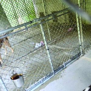 Outdoor kennels. Midcoast Humane photo