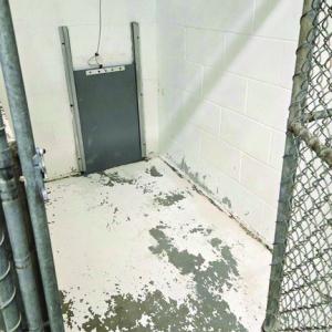 An interior kennel. Midcoast Humane photo