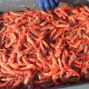 Maine shrimp.  File photo