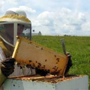 Beekeeper at work. Courtesy photo