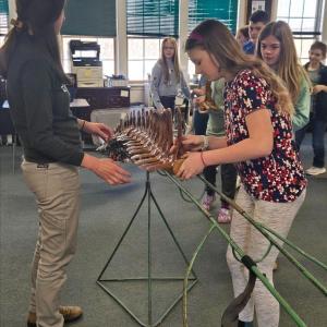 Older students reconstruct a sixteen-foot pilot whale skeleton. Courtesy of CTL