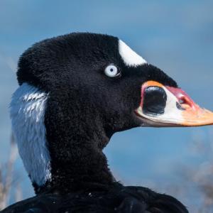 Surf scoters are just one of the stunning waterfowl species that can be seen along the coast during our Maine winters. Photo by Becky Matsubara, courtesy of Wikimedia Commons.