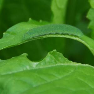 A cabbage worm feeding on mustard greens. Melinda Myers photo