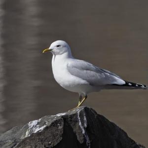 A common gull photographed where it's supposed to be—in this case, within its breeding range in Finland. The banded common gull that was recently found several times in Maine may have been hatched somewhere in Europe or Iceland, but it was banded during the non-breeding season in Massachusetts. Photo by Mattivirtala, courtesy Wikimedia Commons A common gull photographed where it's supposed to be—in this case, within its breeding range in Finland. The banded common gull that was recently found several times in Maine may have been hatched somewhere in Europe or Iceland, but it was banded during the non-breeding season in Massachusetts. Photo by Mattivirtala, courtesy Wikimedia Commons