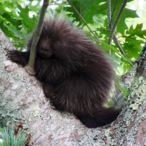 Porcupine. Photo by Callie Wronker