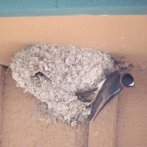 The cliff swallow's gourd-shaped nest, built of mud pellets, was once a common sight under the eaves of homes and barns in midcoast Maine. This photo was taken of a nesting colony in a garage in Yellowstone National Park. Courtesy of Jeff and Allison Wells