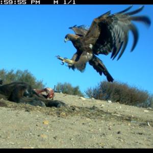This photo of a golden eagle from a camera trap at a national park in California shows the kind of images that  can be used to identify the eagles and other creatures in the area. (Photo courtesy of U.S. National Park Service.)